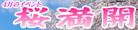 桜満開