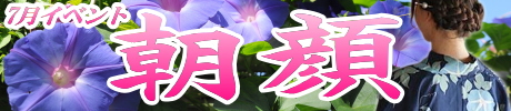 朝顔